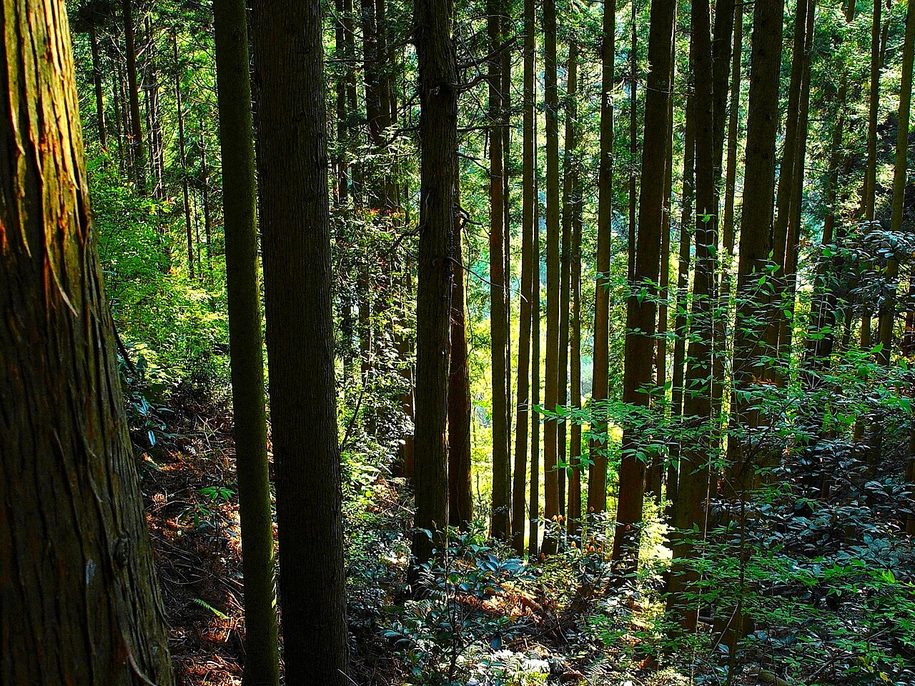 森の写真1