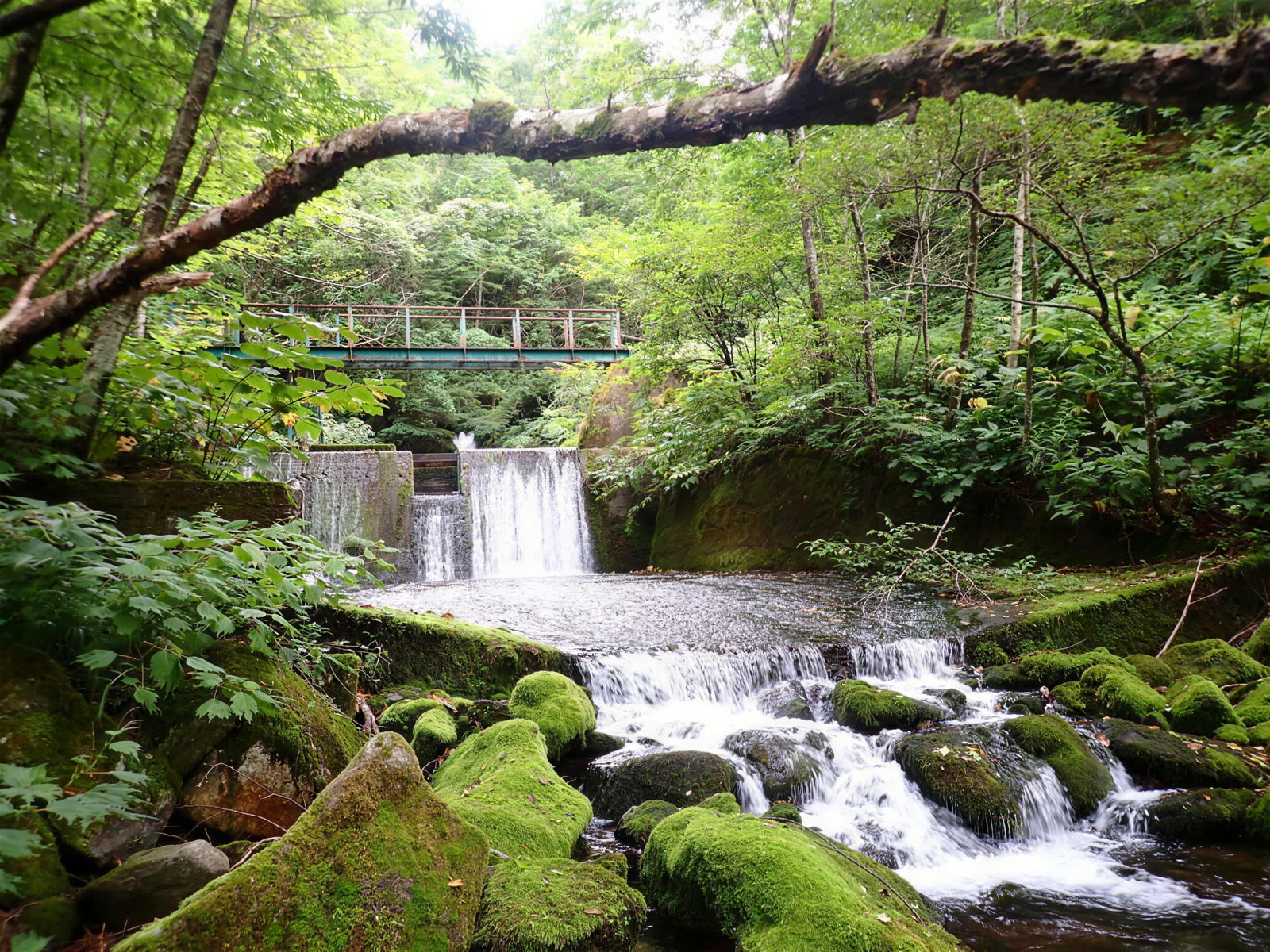 緑に包まれた砂防堰堤を流れ落ちる滝