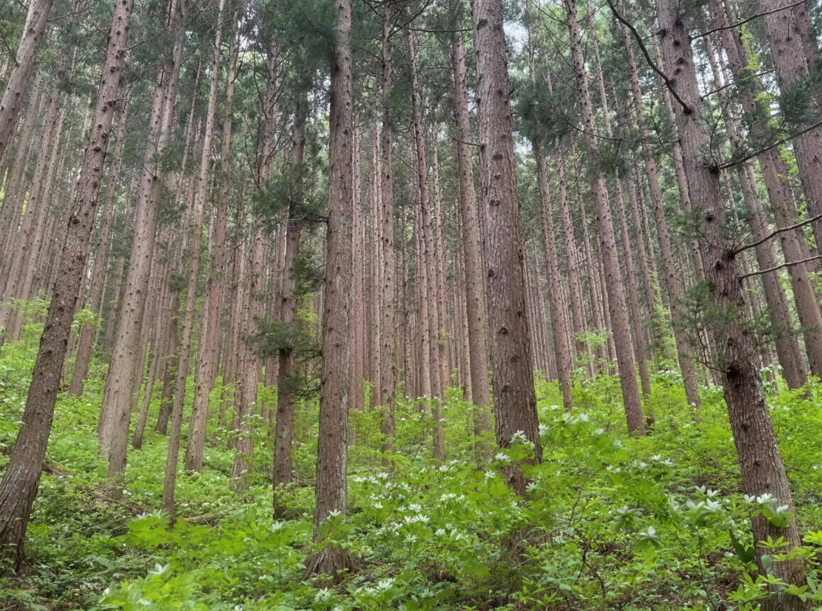 下層に緑の広がる明るい針葉樹林