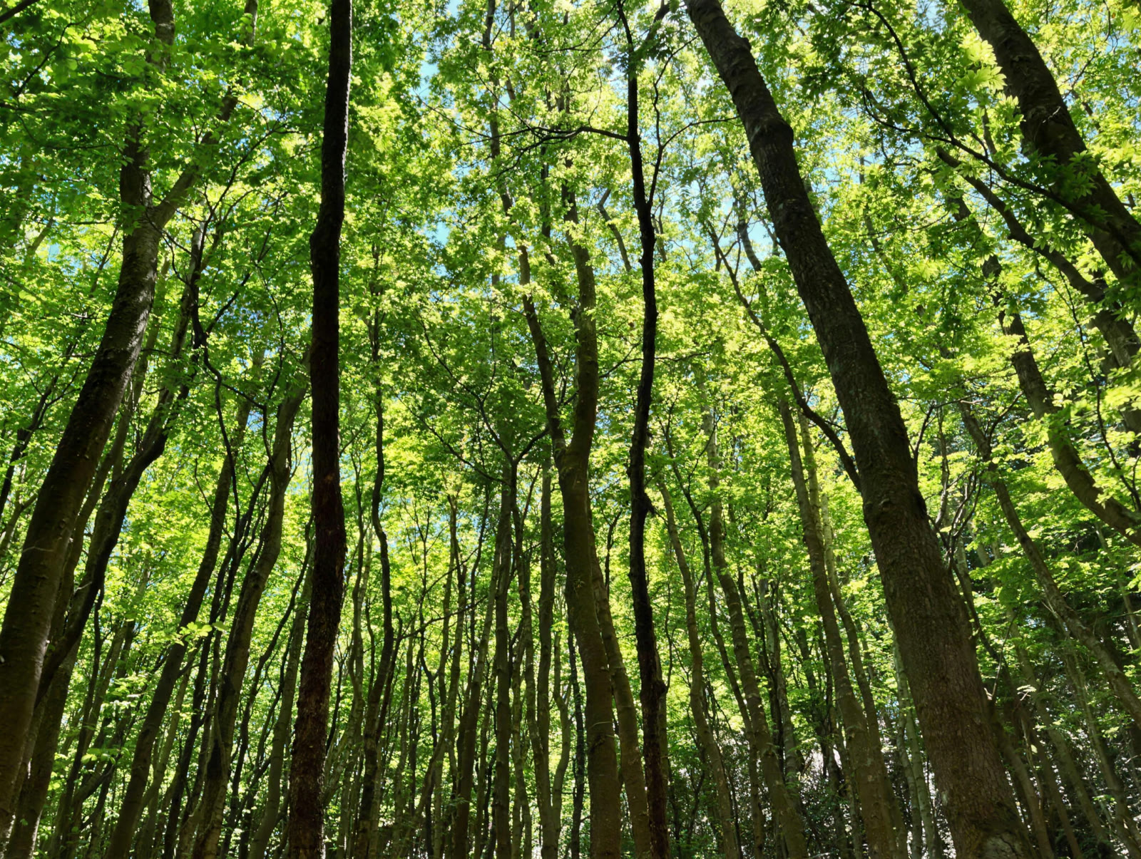 空へ枝を広げる広葉樹の林冠