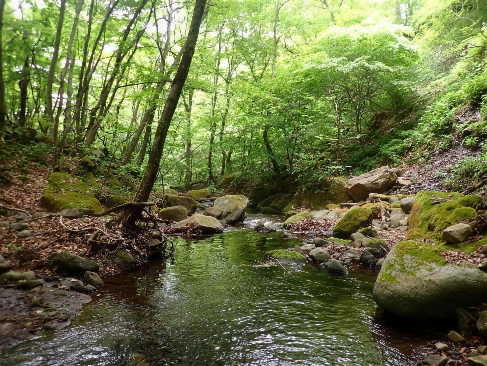 苔むした岩の間を流れる渓流