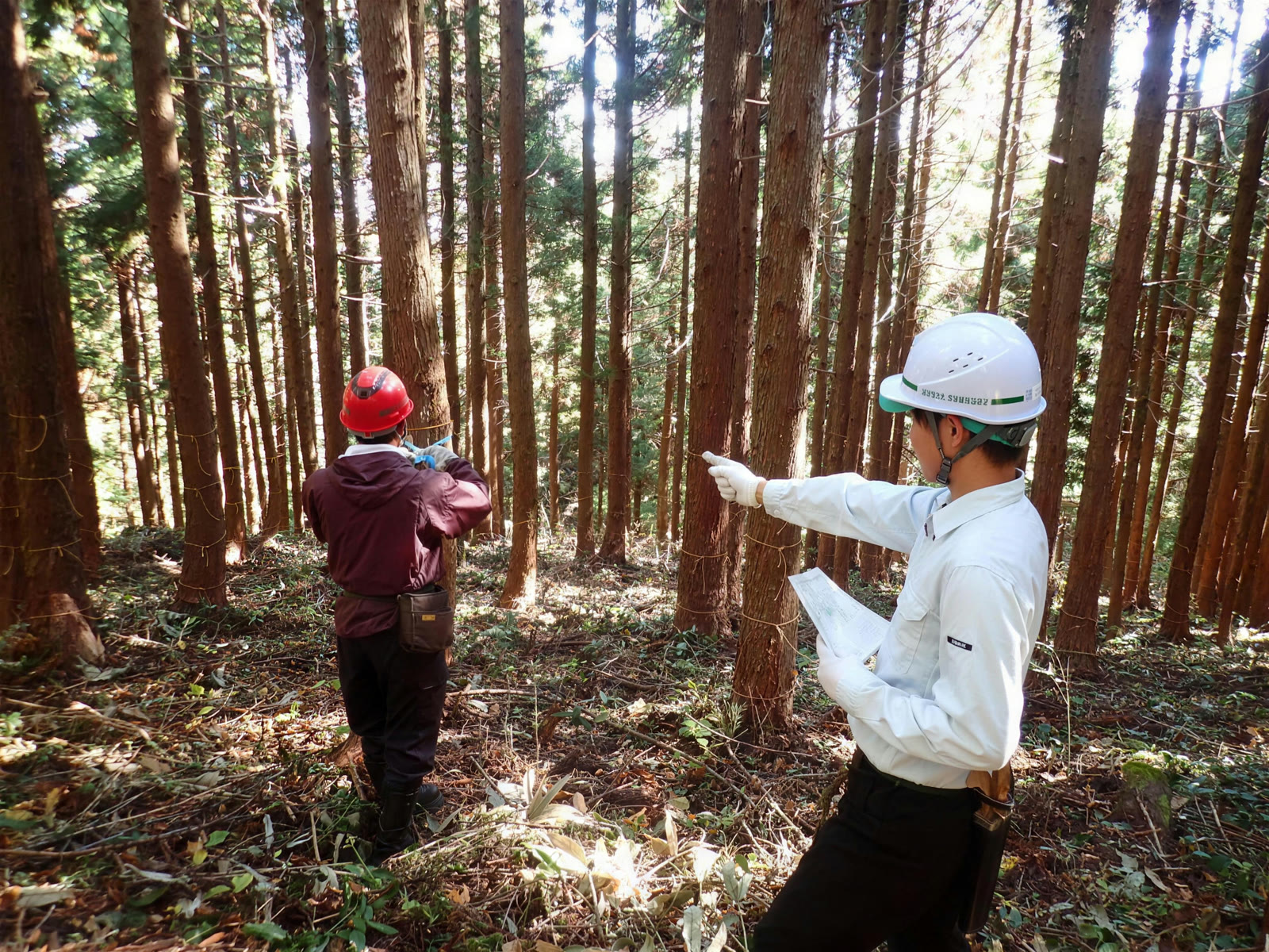 林内で作業方針を確認する森林作業の現場