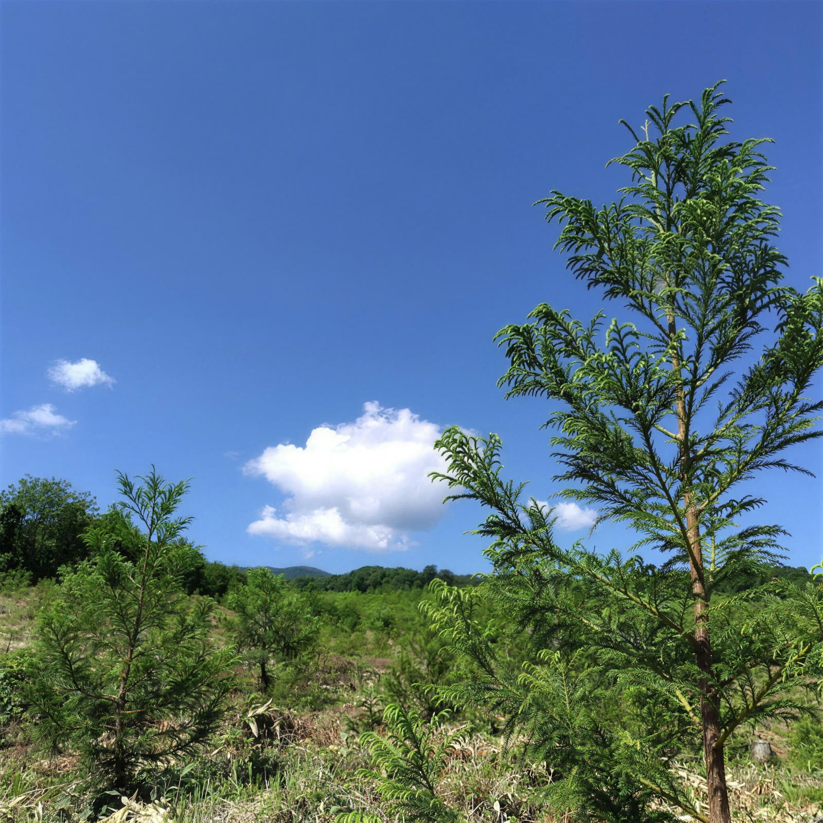 下刈りを終えた造林地と青空（欠入西）